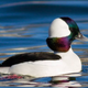 Illustration for article titled Just Fuck Already, Hot Ducks